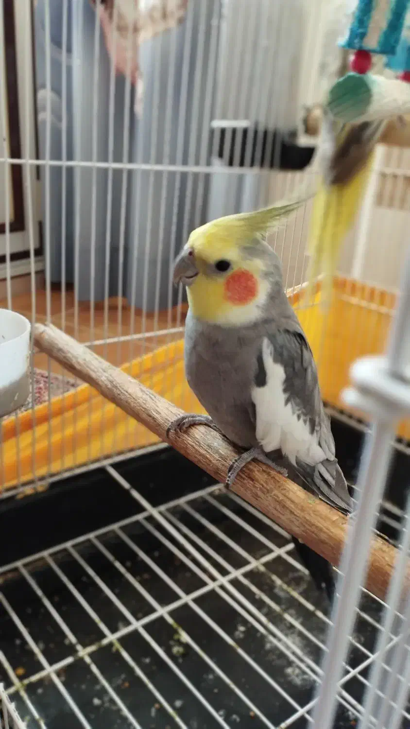 عروس هلندی|پرنده|رضوانشهر, |دیوار