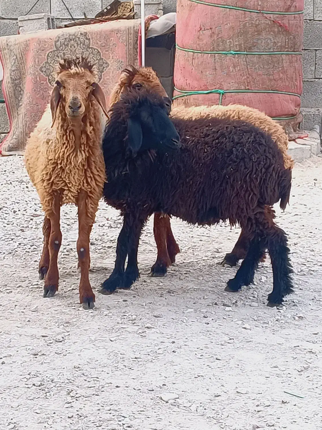 بزندیل میش وبزنر|حیوانات مزرعه|کاکی, |دیوار