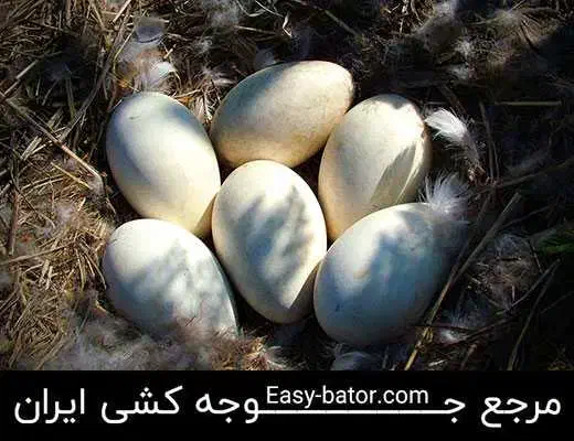 تخم غاز طبیعی|حیوانات مزرعه|اردبیل, |دیوار