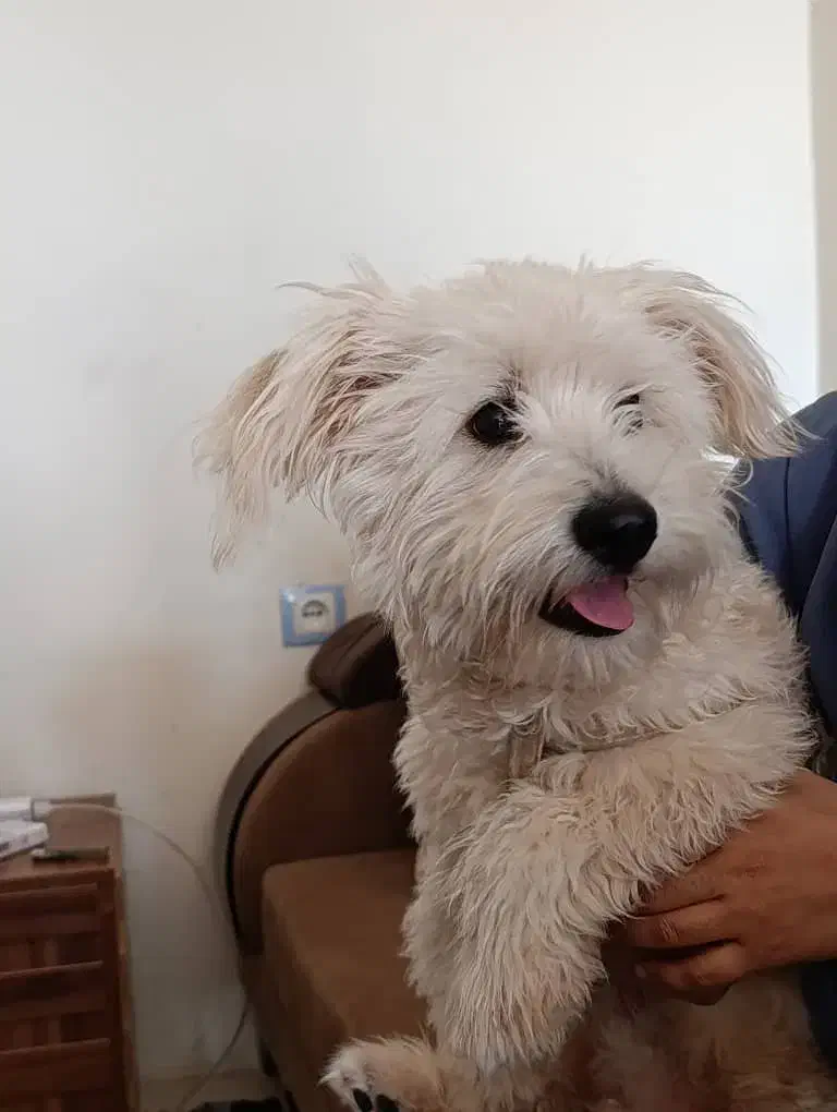 سگ نژاد miashitzo|سگ|جم, |دیوار