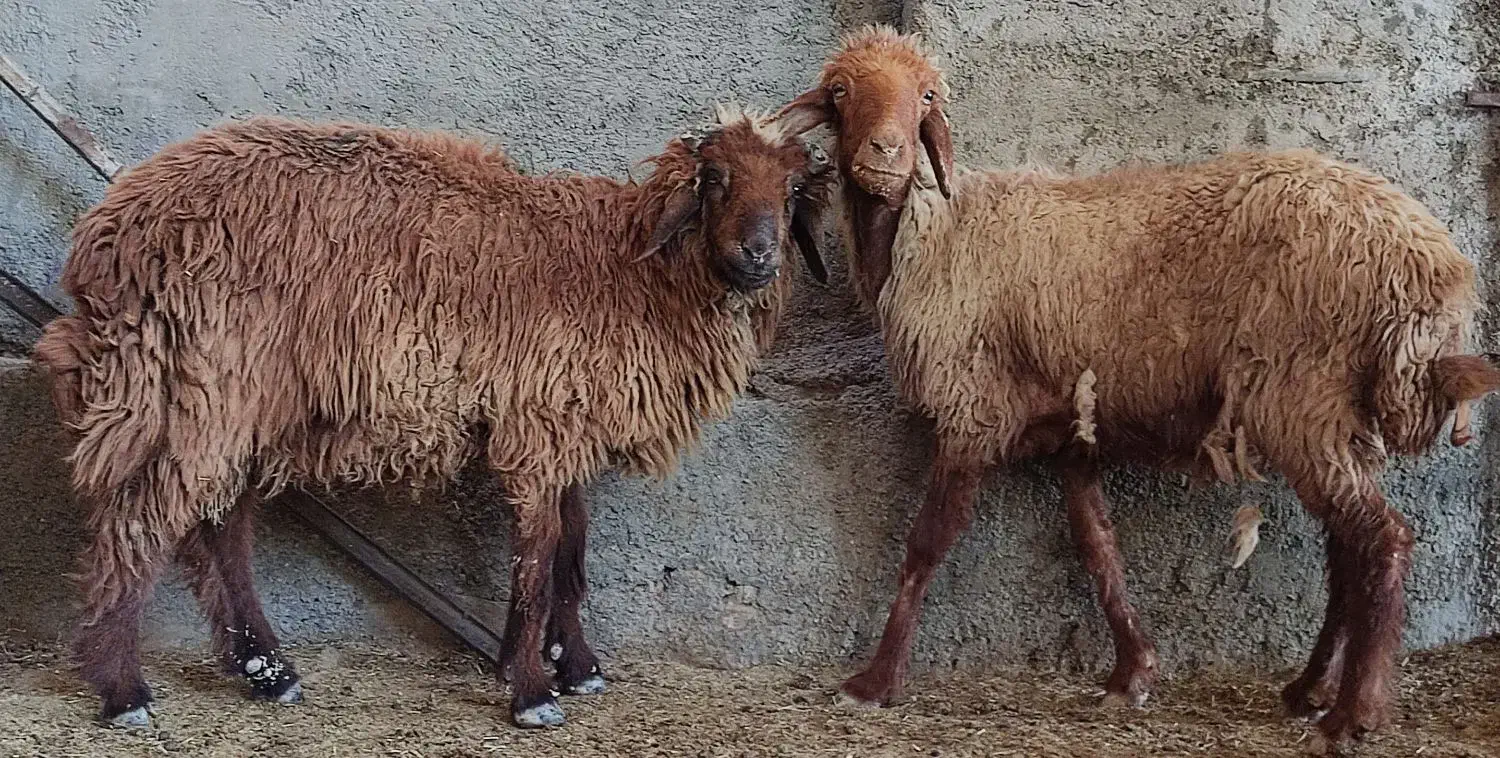 میش آبستن با بره قوچ نر در وحدتیه|حیوانات مزرعه|وحدتیه, |دیوار