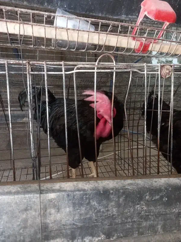 خروس سیاه بزرگ جهت قربانی|حیوانات مزرعه|سمنان, |دیوار