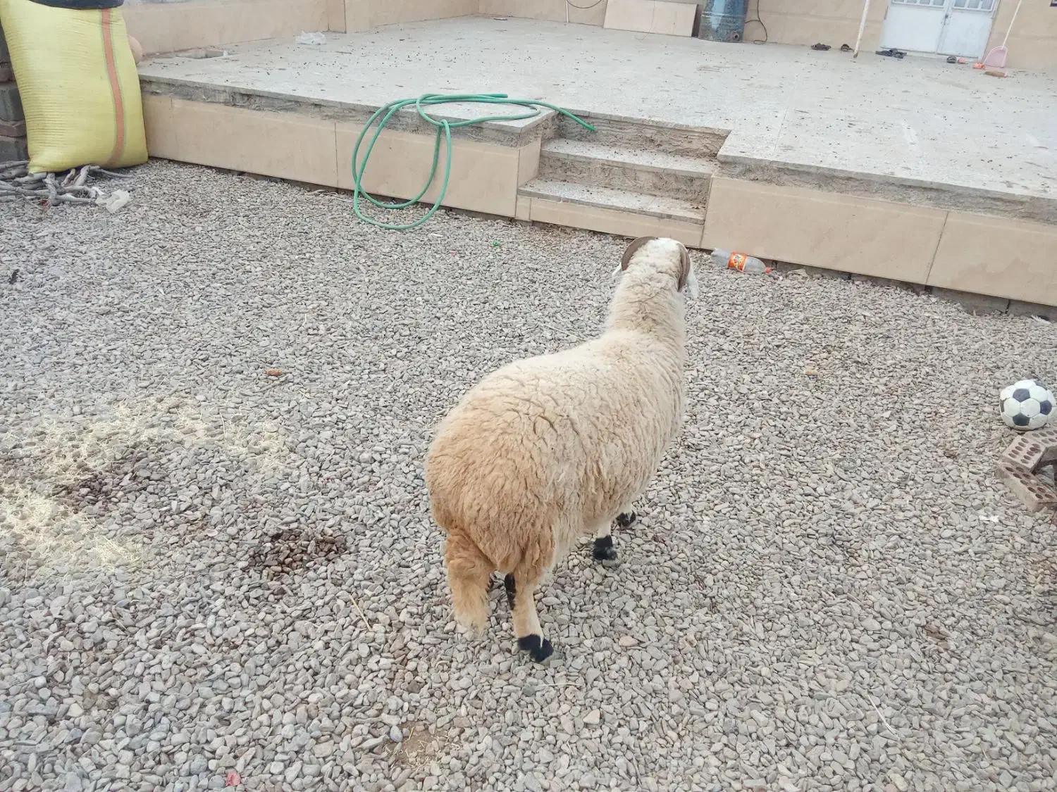 میش آبستن|حیوانات مزرعه|یزدان شهر, |دیوار