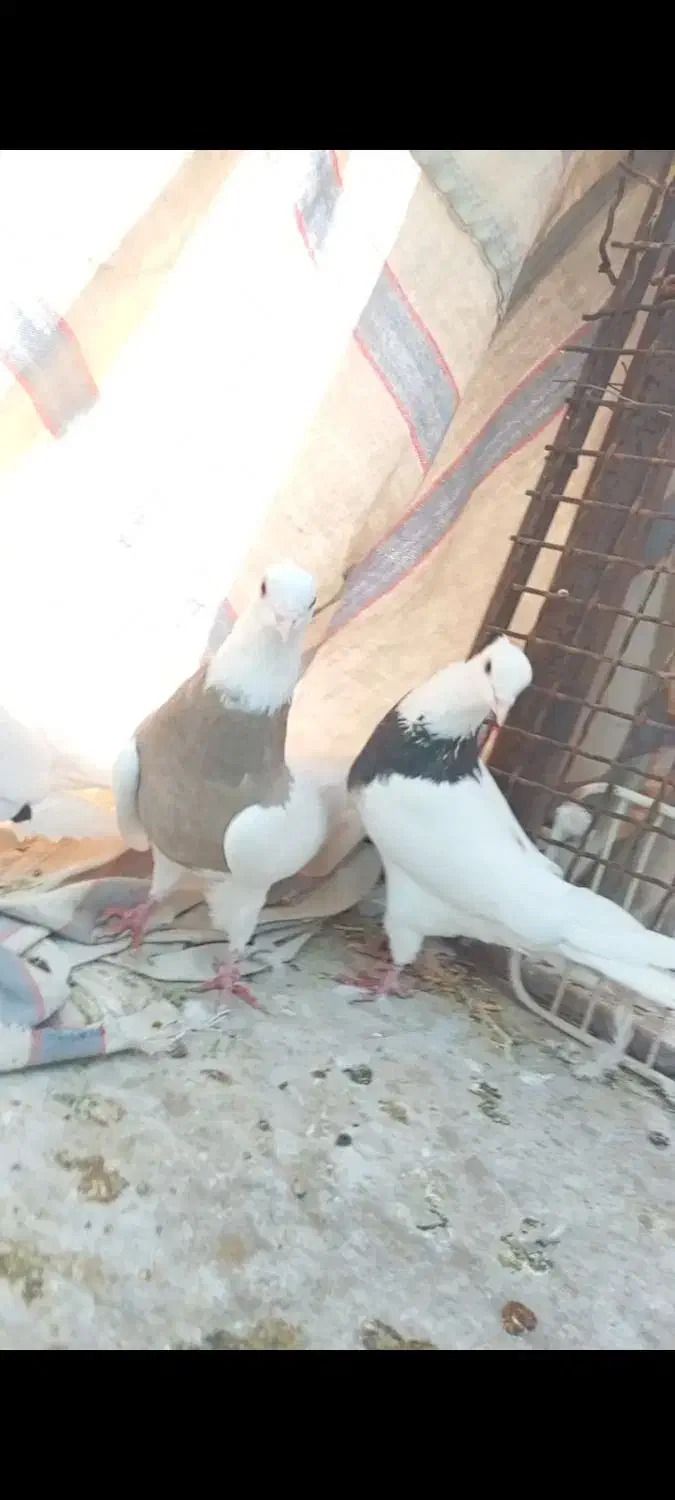 طوقی ناب|پرنده|دره شهر, |دیوار