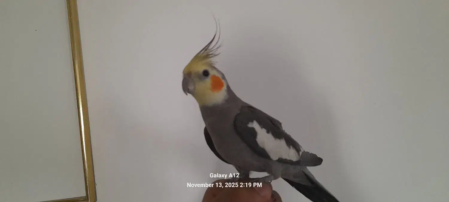 عروس هلندی  طوطی|پرنده|رودهن, |دیوار