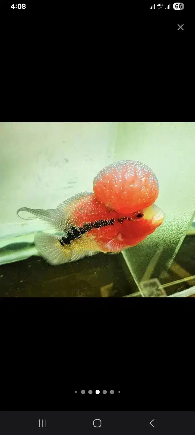 غذا ماهی فلاور و گوشت خوار|ماهی|تهران, نبی اکرم|دیوار