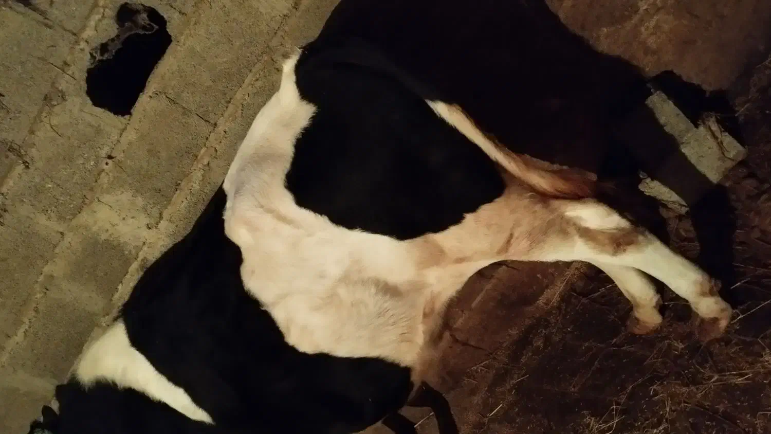 گوساله نر گوشتی|حیوانات مزرعه|آستانه اشرفیه, |دیوار