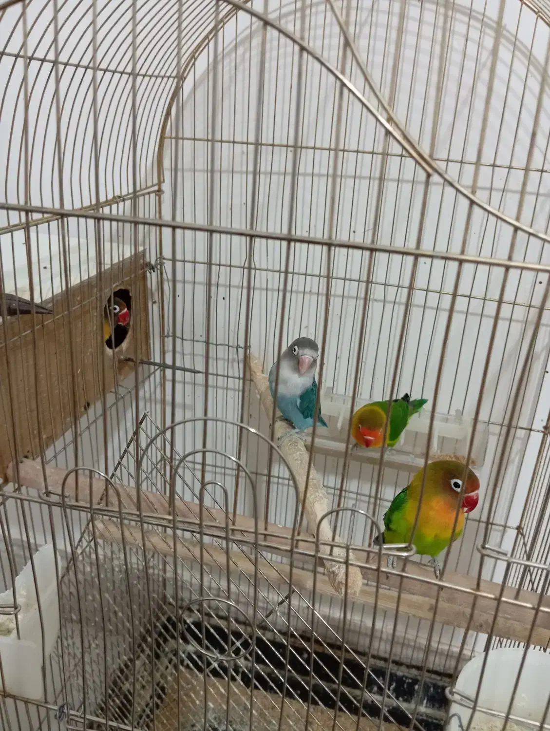 دو جفت کوتوله مولدضمانتی|پرنده|زرند, |دیوار