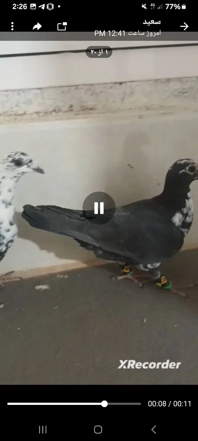 نرماده سوسکی آس|پرنده|تربت‌حیدریه, حاجی یار‎|دیوار