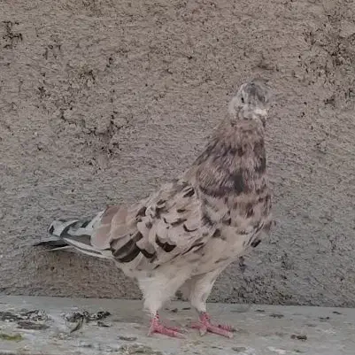 کبوتر رنگی|پرنده|محمدشهر, جعفرآباد|دیوار