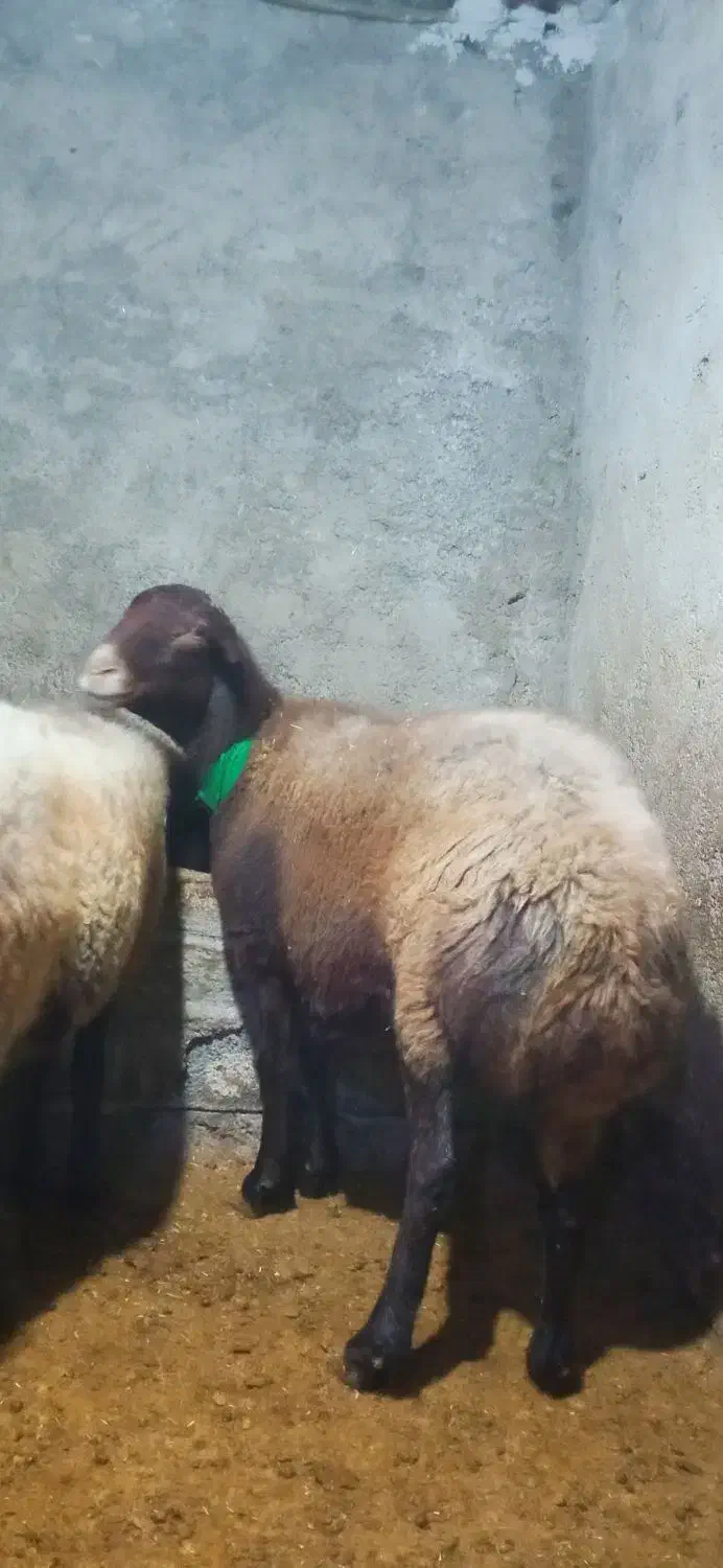 گوسفند آبستن سه ماه نیم  سنو‌شده قزل افشار دوقلو|حیوانات مزرعه|مینودشت, |دیوار