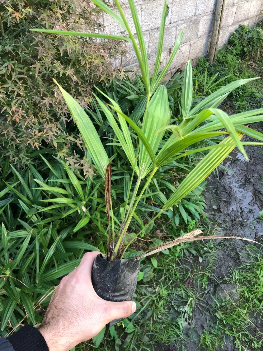 گل پالم لاتانیا|عمدهفروشی|تنکابن, |دیوار