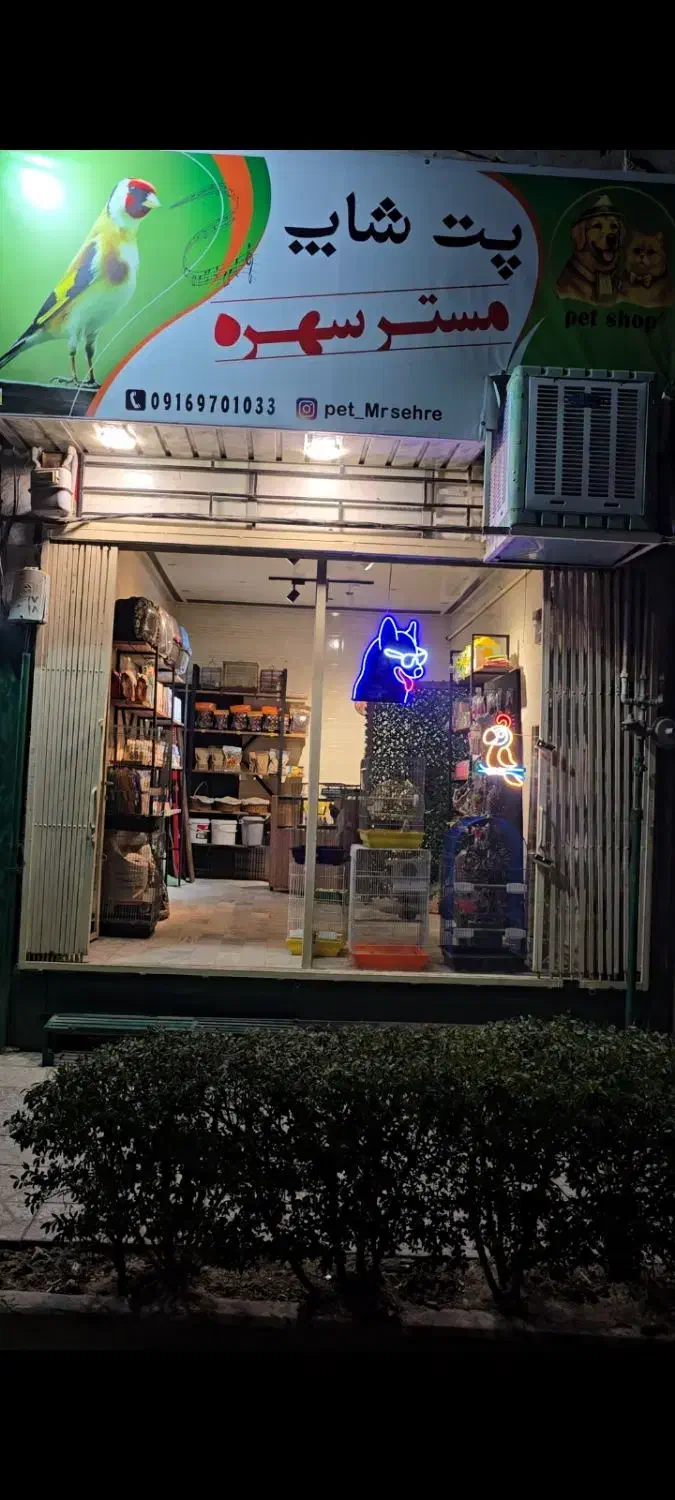 کهنه سیره و سیره قناری دهندار|پرنده|بروجرد, |دیوار