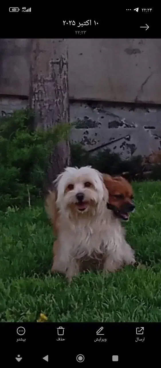 سگ گمشده|سگ|قزوین, |دیوار