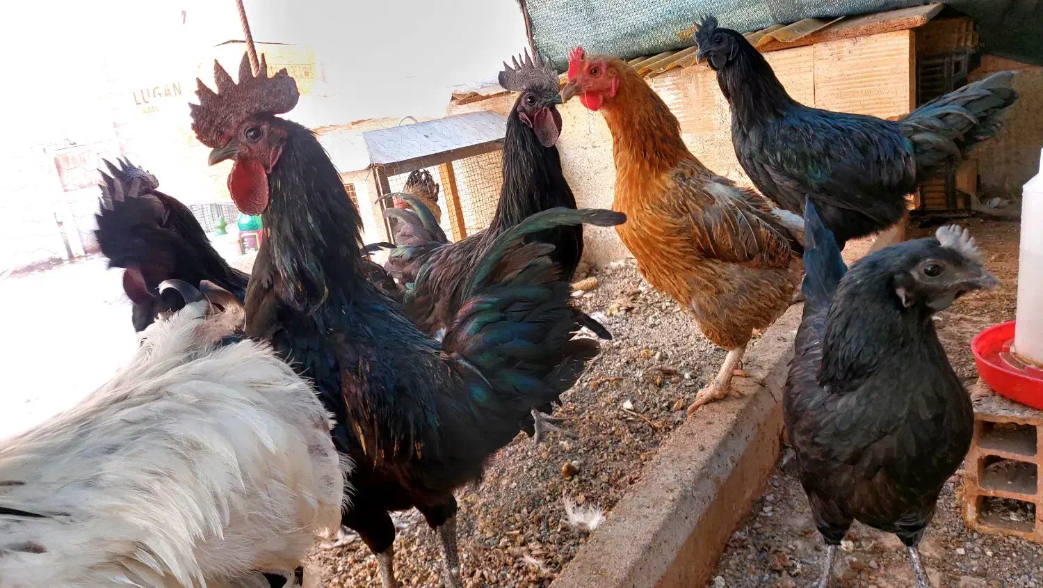 نژاد خروس ایام سمانی سیاه خالص  گوشتشم سیاهه|حیوانات مزرعه|محمدیه-قزوین, |دیوار