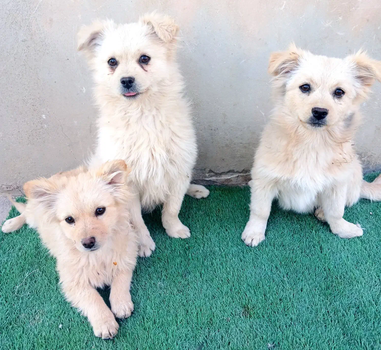 توله های پامر اشپیتز|سگ|تبریز, |دیوار