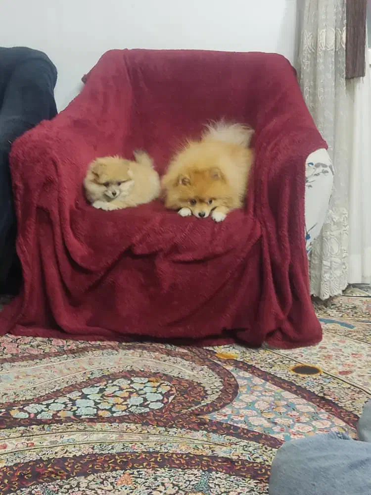 پامر|سگ|کرمان, |دیوار