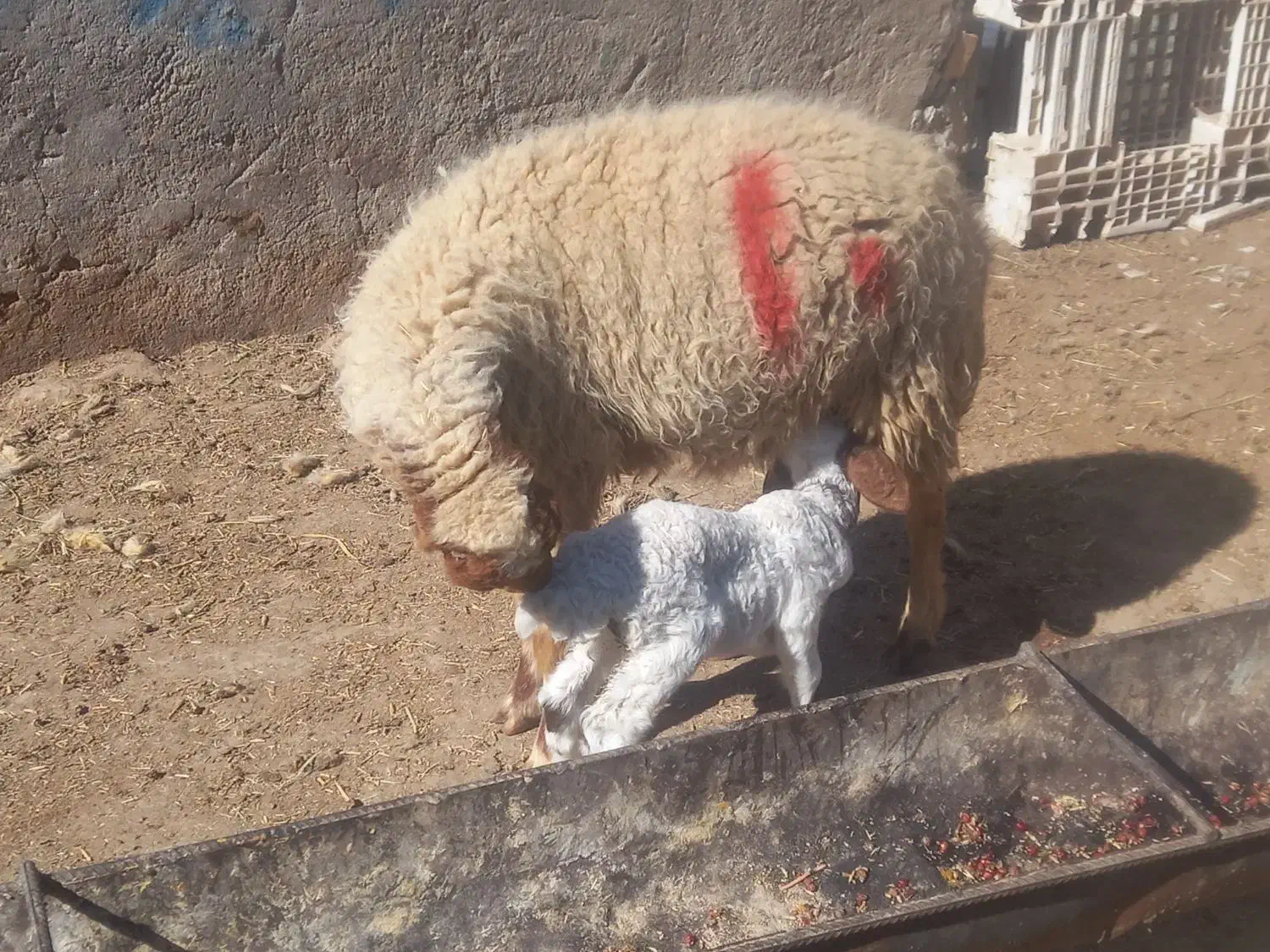 گوسفندابستن مطافیل بره بز|حیوانات مزرعه|اهواز, پردیس|دیوار