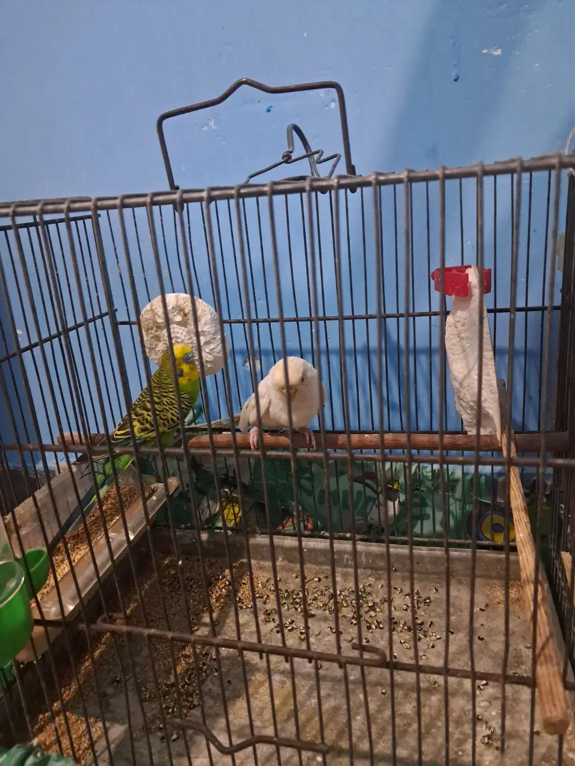 مرغ عشق|پرنده|ساری, |دیوار