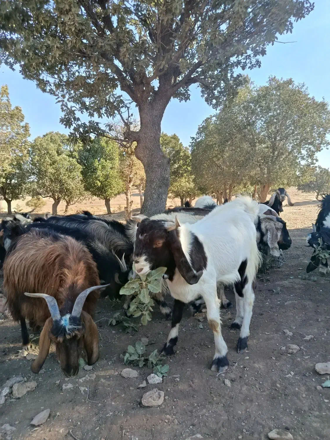 بزغاله یک سال پاکستان پنجاه کیلو درجه یک|حیوانات مزرعه|آبدانان, |دیوار