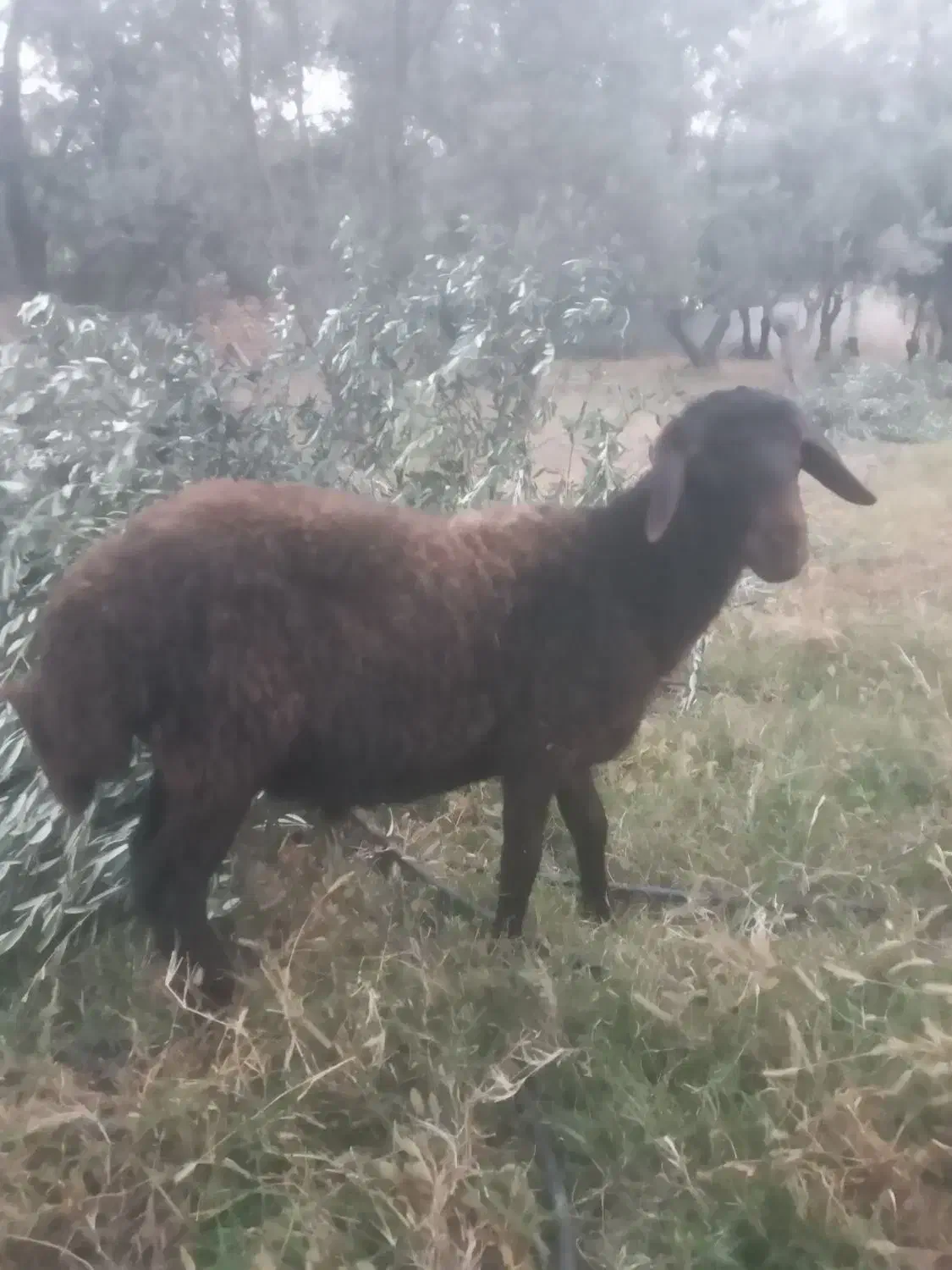 بره نر|حیوانات مزرعه|طارم (زنجان), |دیوار