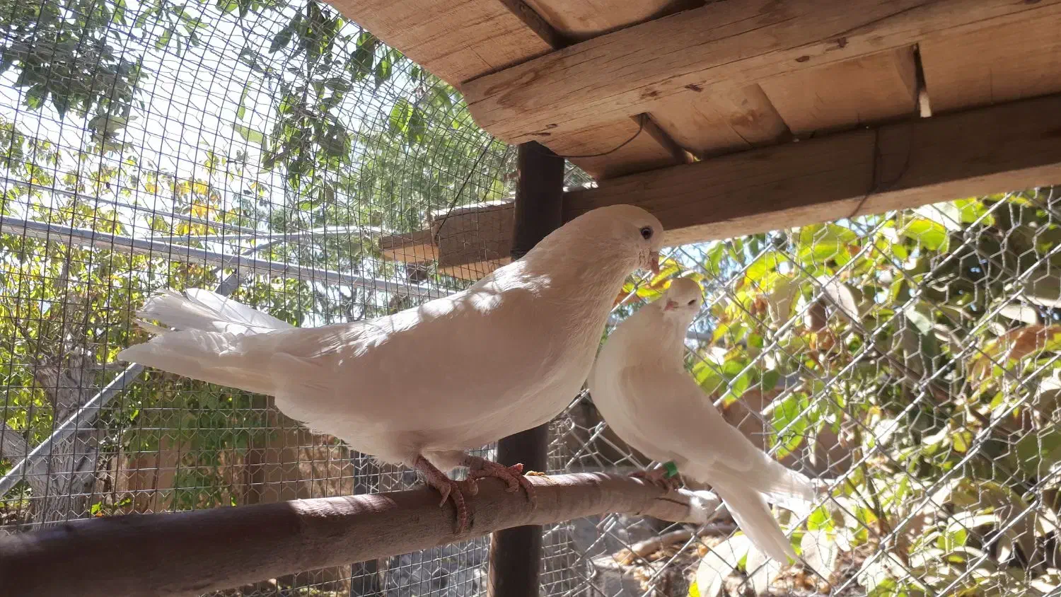 کفتر کبوتر زاغ سفید تهرونی کشیده بلند|پرنده|دهاقان, |دیوار