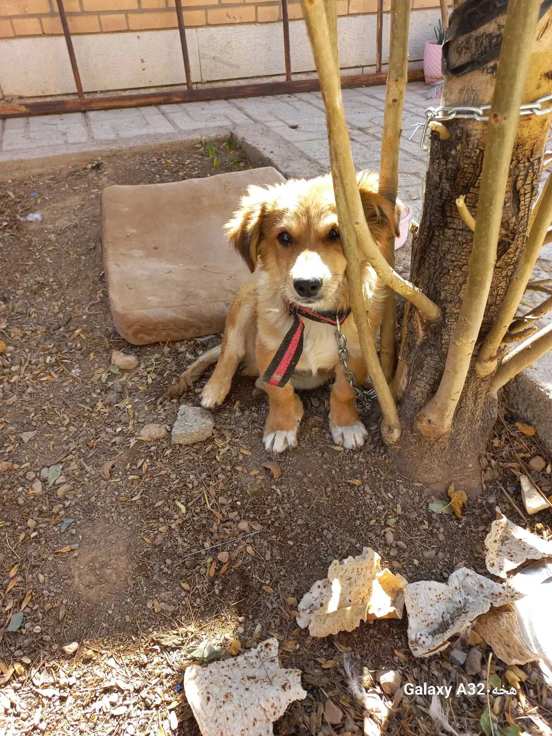 سگ پاپی|سگ|مبارکه, |دیوار