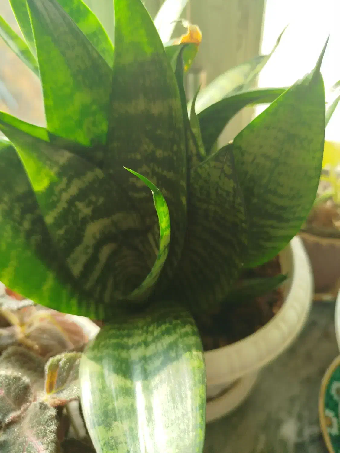 گل زامبو|گل و گیاه طبیعی|ارومیه, |دیوار