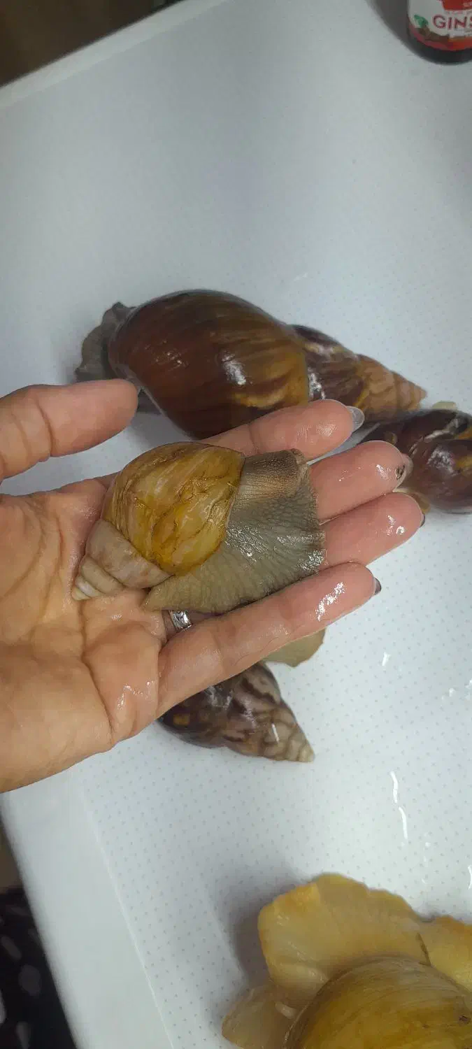 حلزون مولد|خزنده|تهران, خواجه نظام الملک|دیوار