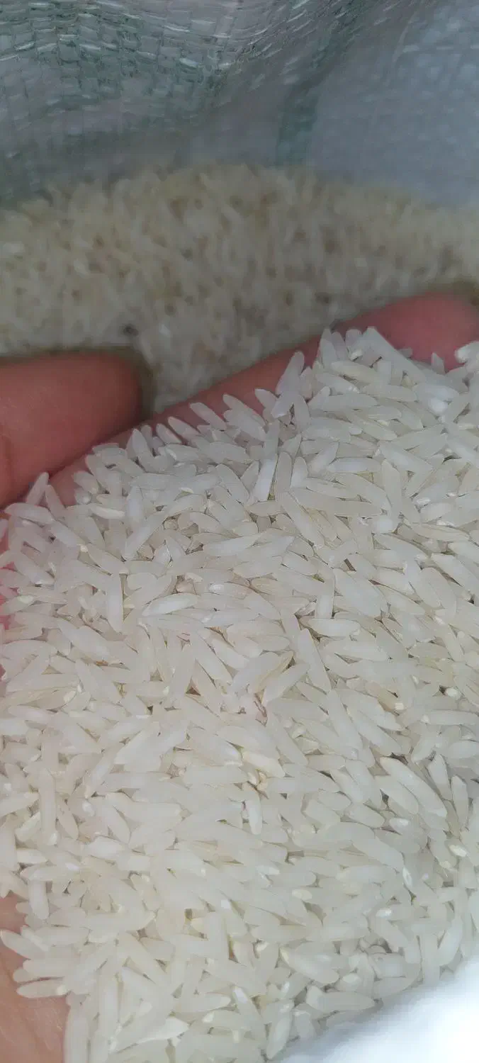 برنج طارم هاشمی فریدونکنار|خوردنی و آشامیدنی|هشتگرد, فاز ۷ مهستان|دیوار