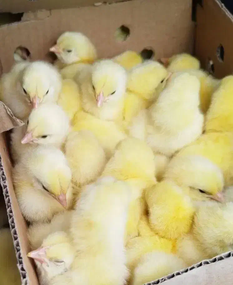 فروش جوجه گوشتی یک روزه|حیوانات مزرعه|گرگان, |دیوار