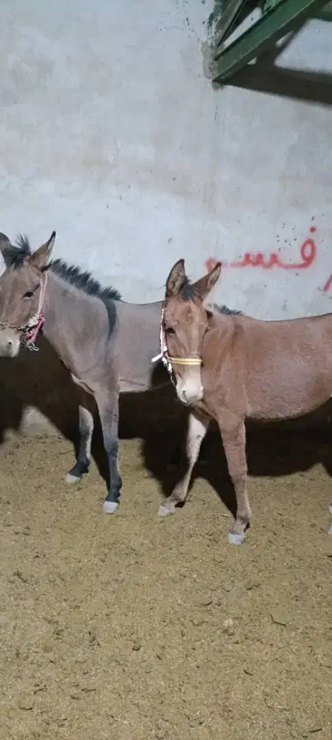 دوتا قاطر نروماده جوان|حیوانات مزرعه|کوهدشت, |دیوار