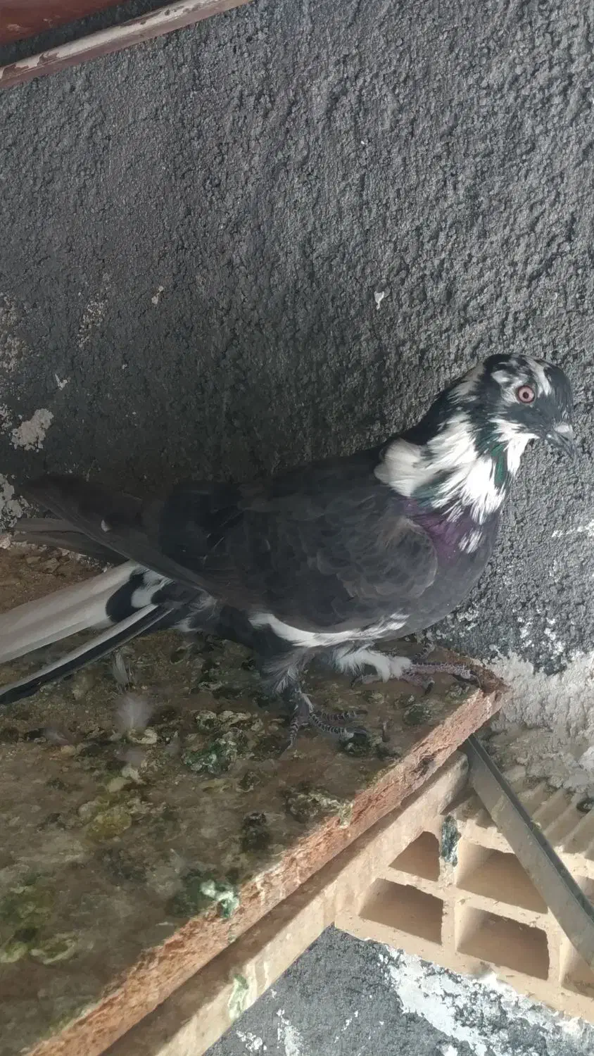 فروش کبوترنر پر حوالی سامان|پرنده|سامان, |دیوار