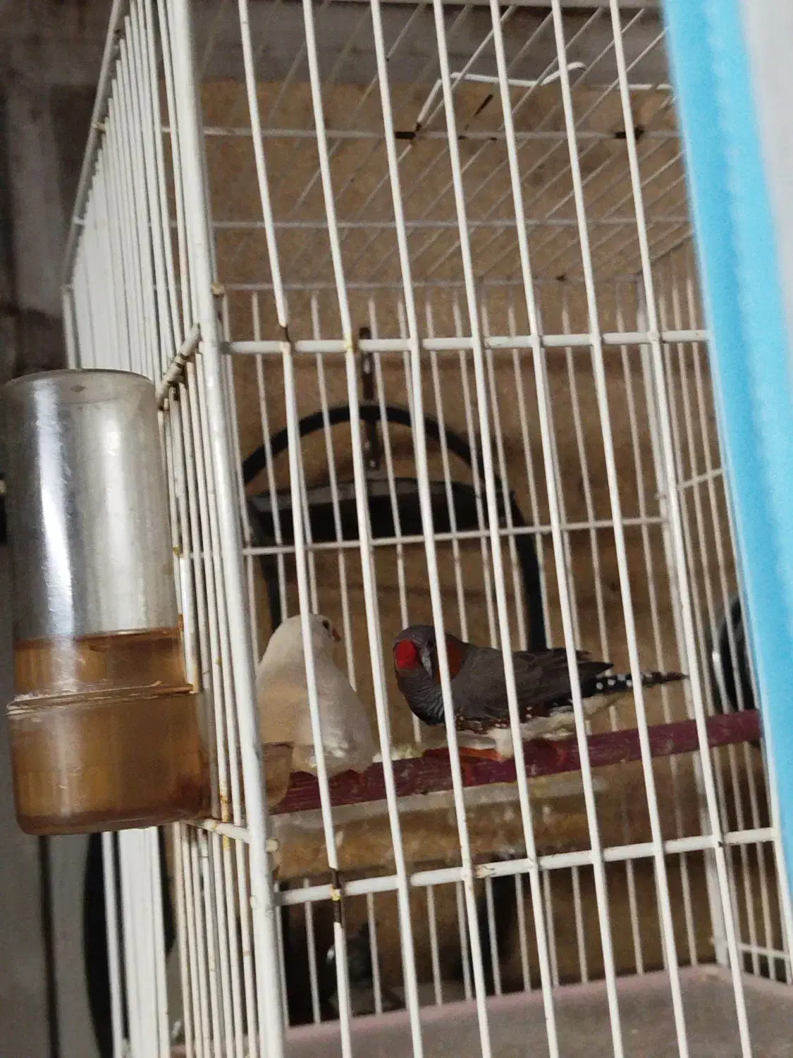 فنچ و مرغ عشق قیمت عالی|پرنده|مشهد, طلاب|دیوار