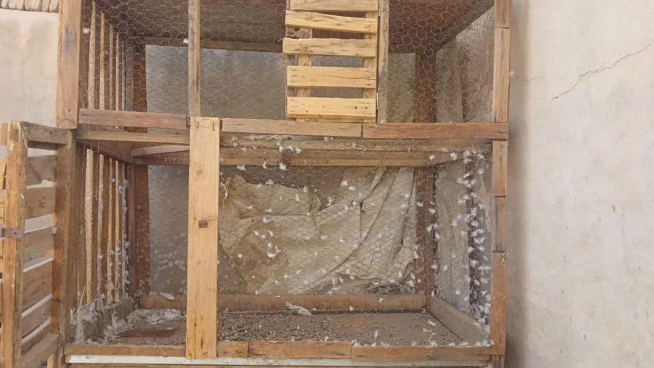 قفس|لوازم جانبی حیوانات|زارچ, |دیوار