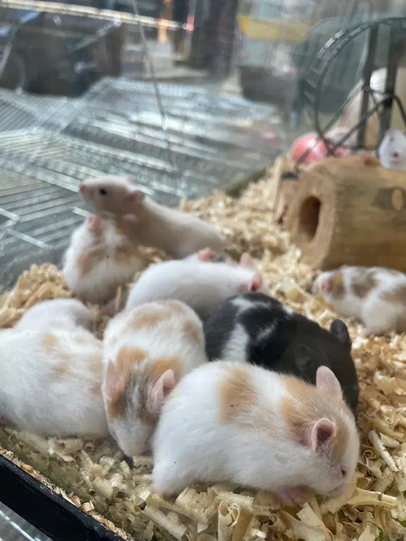 فروش همستر|موش و خرگوش|قزوین, |دیوار