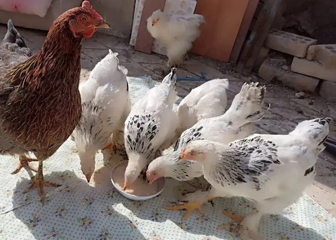 مرغ تخمگذار|حیوانات مزرعه|مشهد, شهید هاشمی نژاد|دیوار