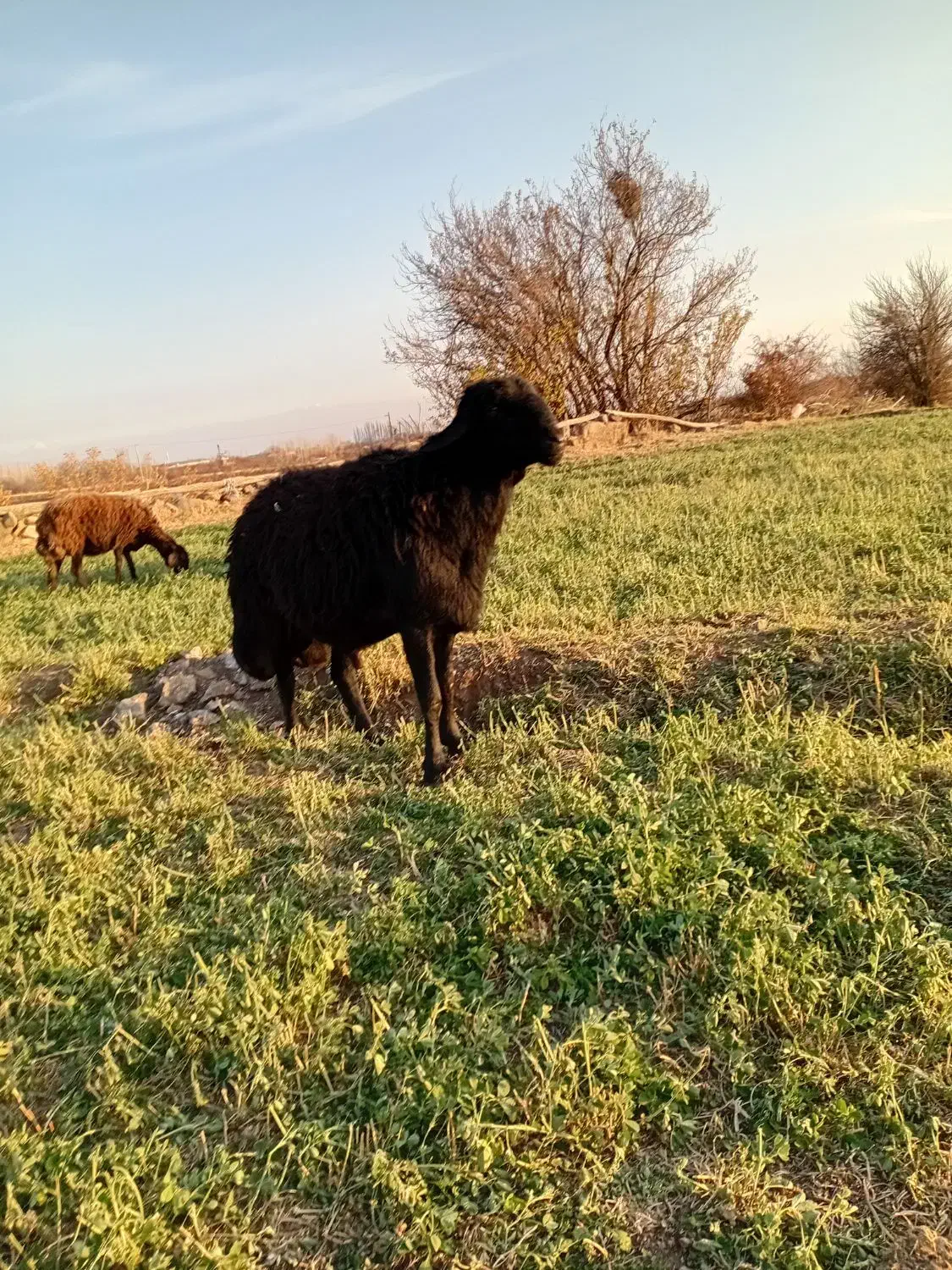 قوج شیشک قره قزل|حیوانات مزرعه|میانه, |دیوار