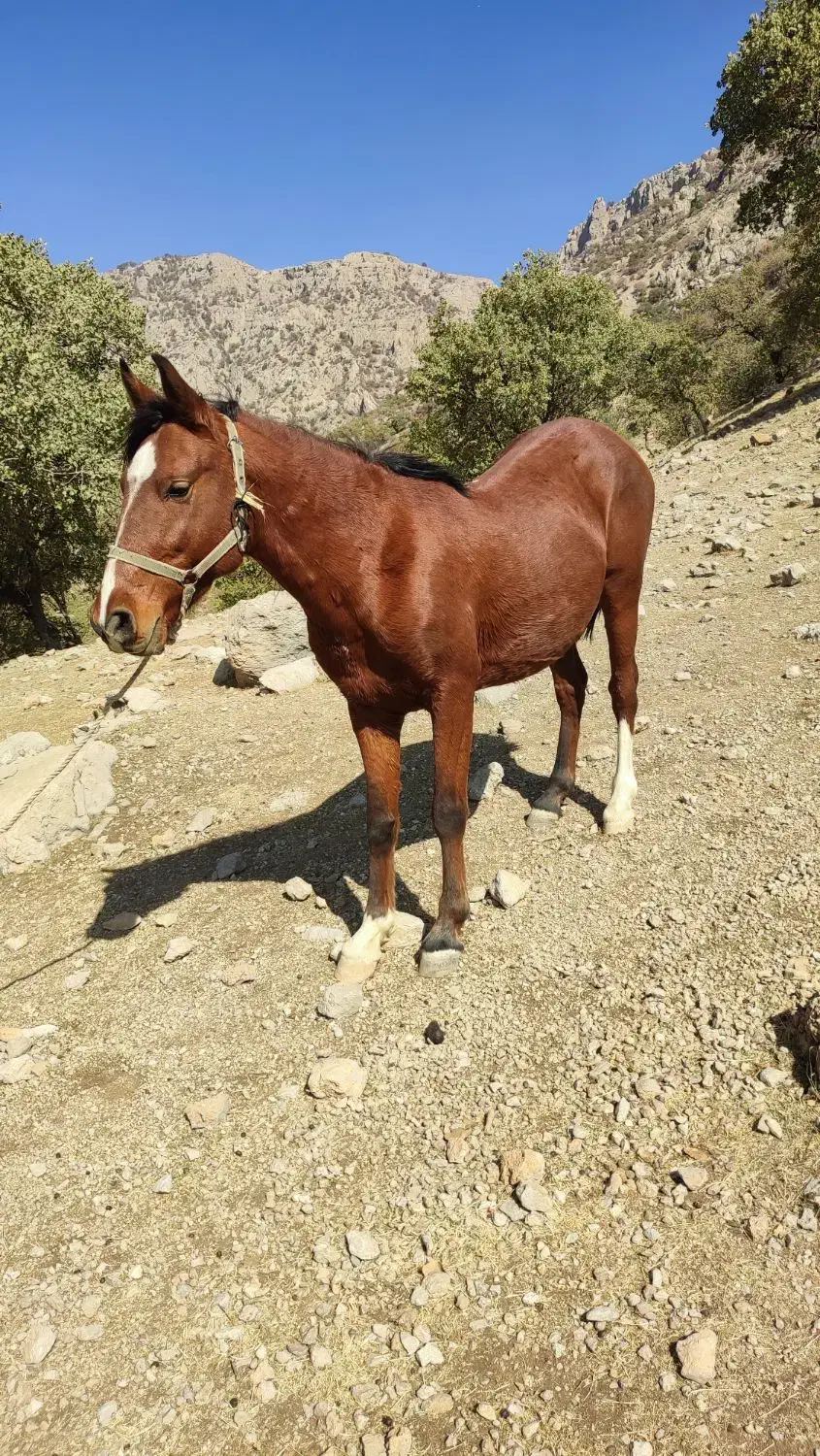 اسب نر دره شویی|اسب و تجهیزات اسبسواری|جوزار, |دیوار