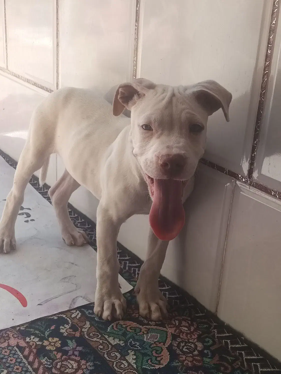 پیت بول|سگ|سیرجان, |دیوار