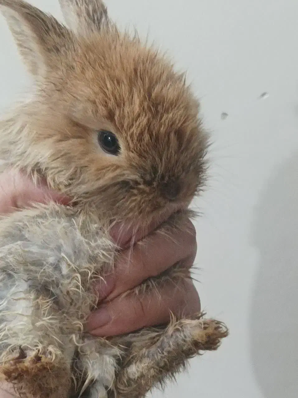 حراج بچه خرگوش لوپ اصیل و بسیار اهلی وباهوش|موش و خرگوش|دزفول, |دیوار