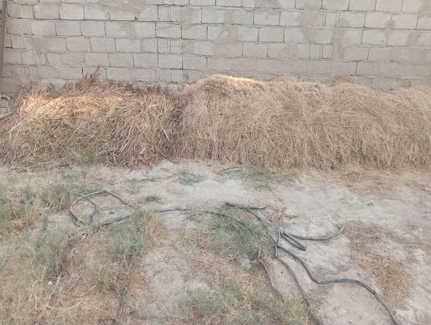 فروش یونجه|لوازم جانبی حیوانات|بوشهر, |دیوار