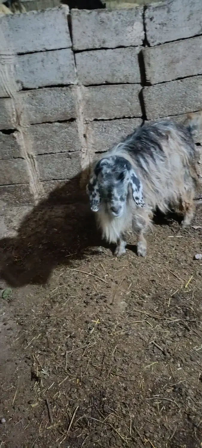 گوسفندبا بره نربفروش میرسد|حیوانات مزرعه|اهر, |دیوار