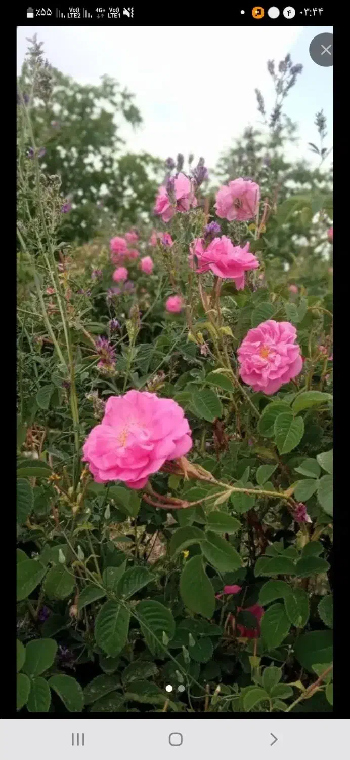 راهنمایی میکنم،معرفی به بازار کار|فعالیت داوطلبانه|کرمان, |دیوار