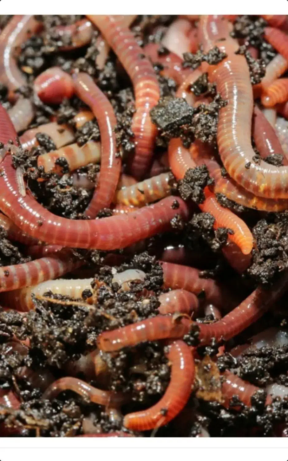 کرم خاکی برای ماهیگیری|ماهیگیری|مشهد, شهرک رازی (شهرک غرب)|دیوار