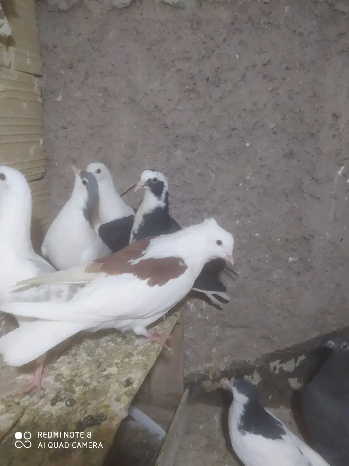 کبوتر مغلف یکت|پرنده|قزوین, |دیوار