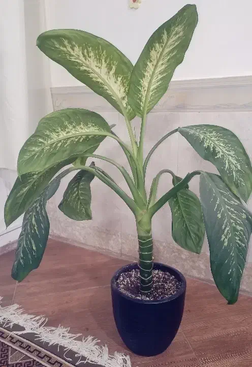 گل دیفن باخیا|گل و گیاه طبیعی|شیروان (خراسان), |دیوار