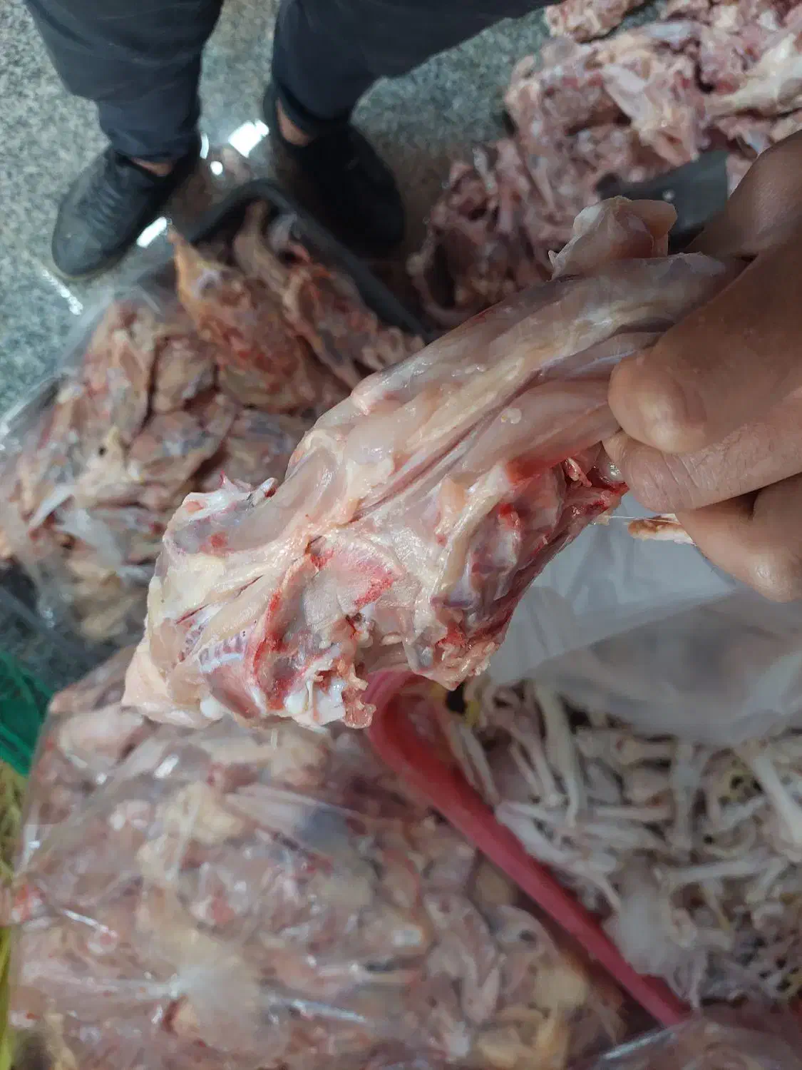 اسکلت مرغ|لوازم جانبی حیوانات|میانه, |دیوار