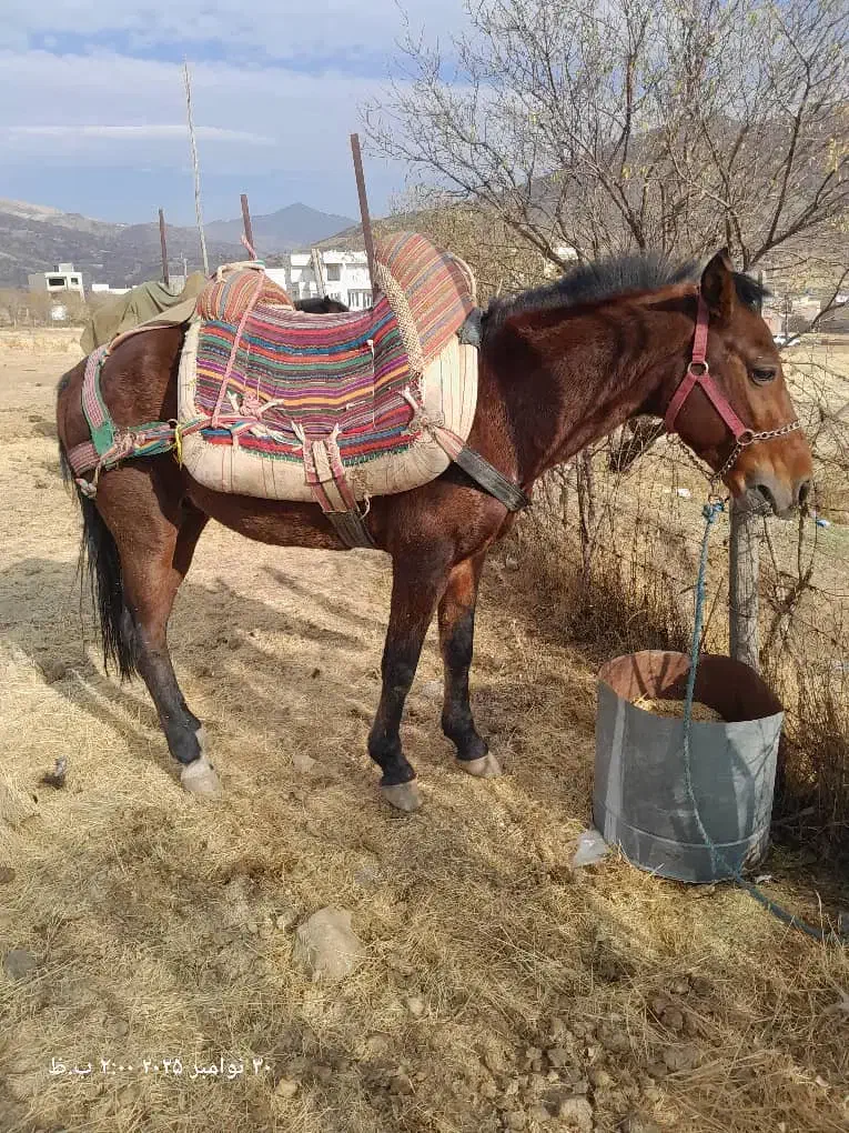 فروش ۲ تا اسب|اسب و تجهیزات اسب‌سواری|بانه, |دیوار