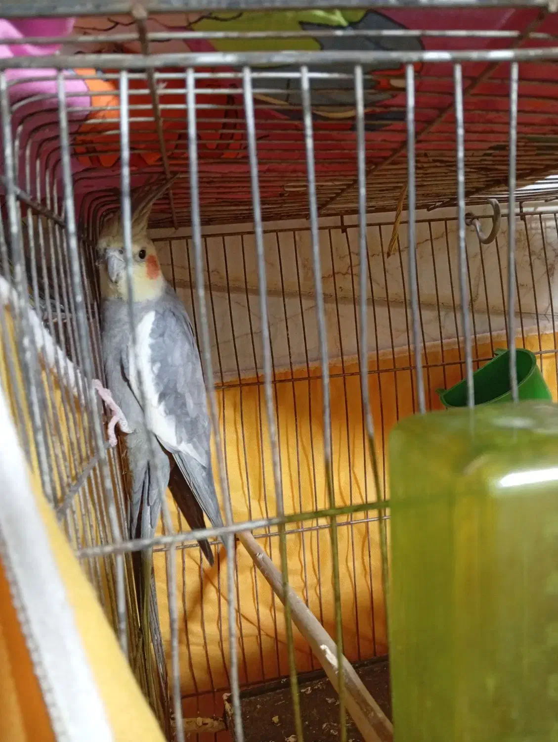 عروس هلندی نر|پرنده|تهران, جوادیه|دیوار